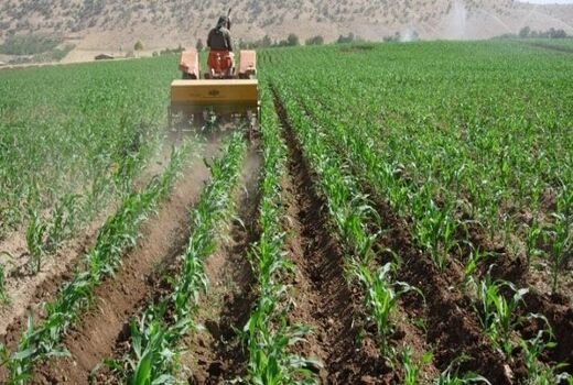 کشت ذرت علوفه ای در۵۰۰ هکتار از اراضی کشاورزی شهرستان آوج