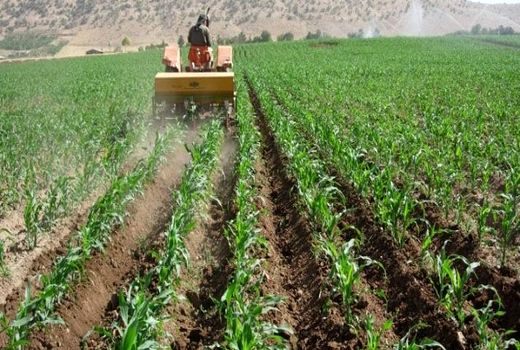 کشت ذرت علوفه ای در۵۰۰ هکتار از اراضی کشاورزی شهرستان آوج