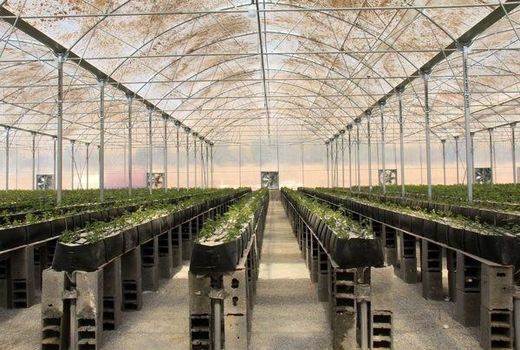 سطح زیر کشت گلخانه در شهرستان بروجن به ۱۷ هکتار رسیده است