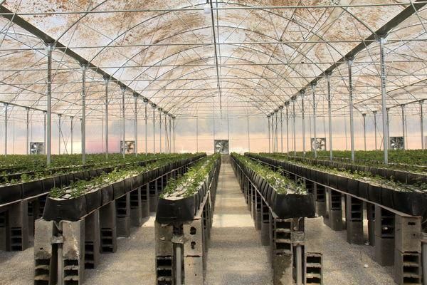 سطح زیر کشت گلخانه در شهرستان بروجن به ۱۷ هکتار رسیده است