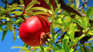 پیش بینی تولید 6300 تن انار در بیضا 