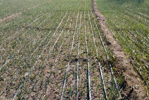 کشت پاییزه سیر در ۳۵۵ هکتار از اراضی کشاورزی آذربایجان شرقی