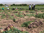 برداشت 850 تن سیر خشک از مزارع شهرستان بناب