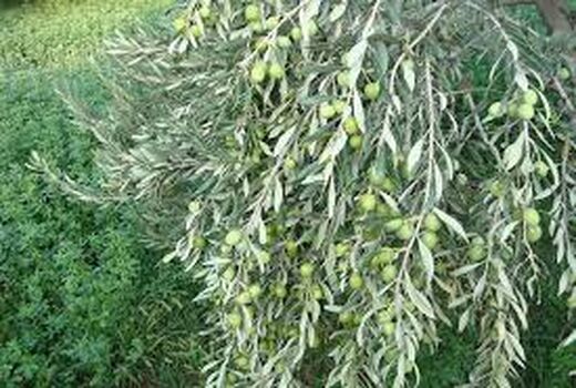 استان سمنان پیشرو در صدور شناسنامه‌های باغی