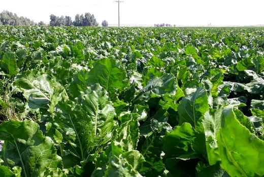 برداشت 95 هزار تن چغندر قند کشت بهاره در چهارمحال وبختیاری 