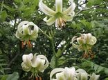 گلدهی سوسن چلچراغی در رودبار
