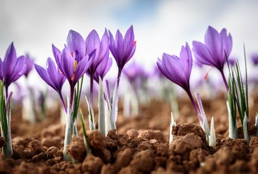 اختصاص 150 هکتار از اراضی شهرستان سیرجان به کشت زعفران 