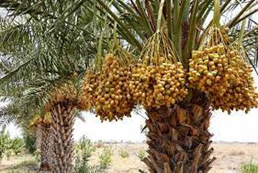 آشنایی باغداران بهبهانی با اصول برداشت بهداشتی و صحیح خرما