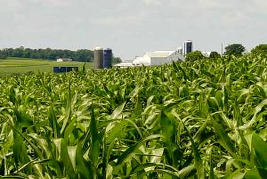 برداشت 3000هزار تنی ذرت علوفه‌ای از شهرستان سربیشه