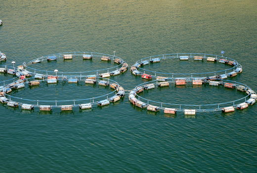 تولید بیش از ۹ هزار تن ماهی قزل آلا در سه نقطه از سد سیمره