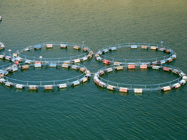 تولید بیش از ۹ هزار تن ماهی قزل آلا در سه نقطه از سد سیمره