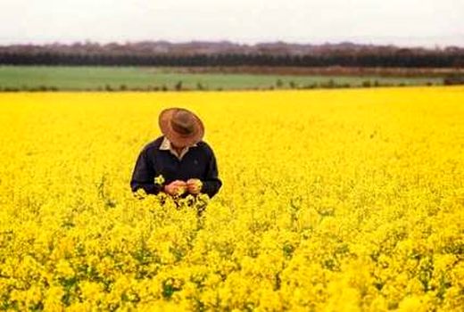 رقم هیبرید کلزای زمستانه داخلی 50 درصد ارزان‌تر از بذر خارجی