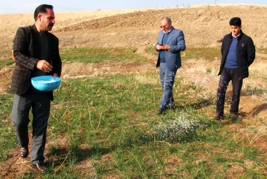 کسب رتبه سوم استانی اهر در تولید زعفران