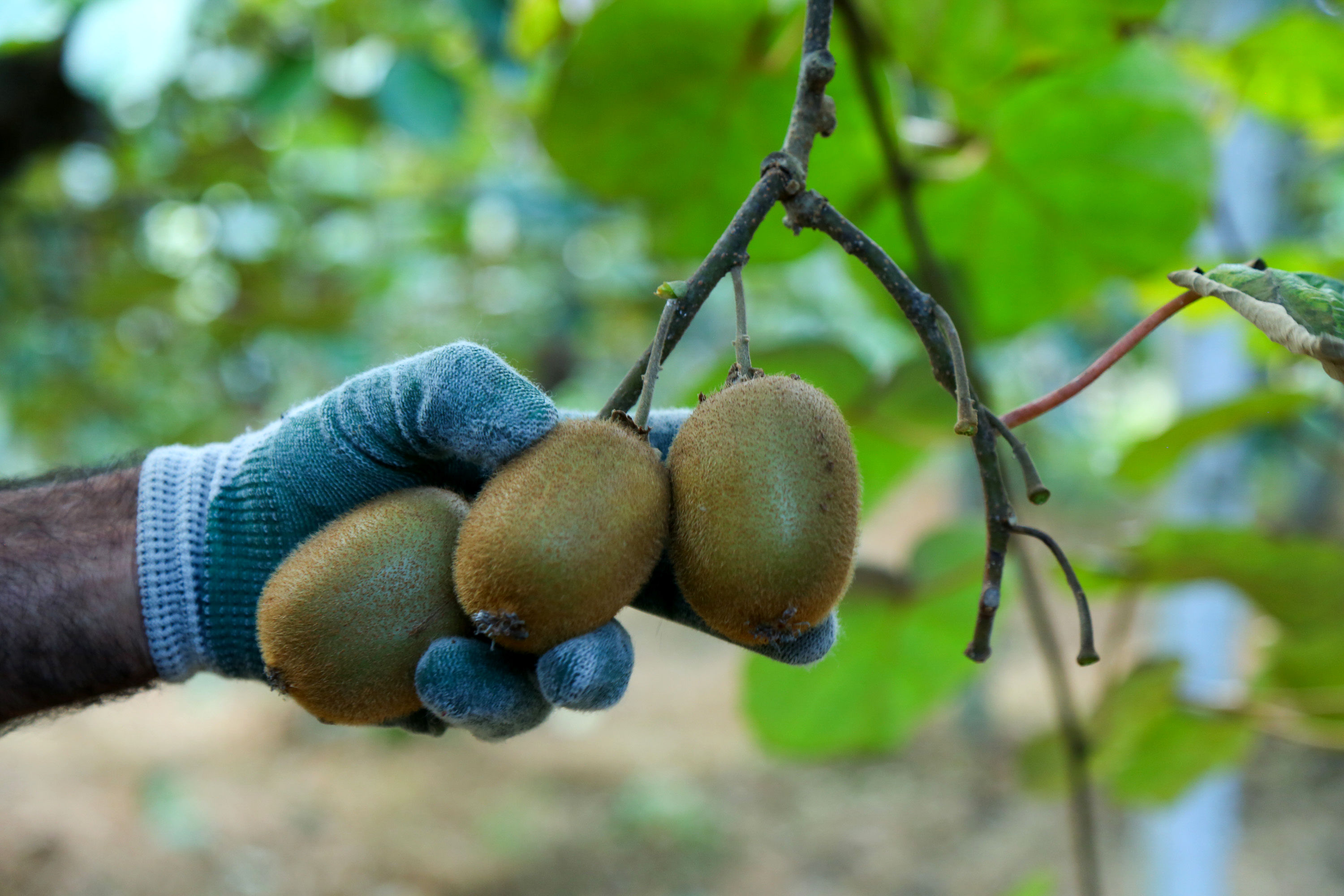  میوه ای شگفت انگیز به نام کیوی 