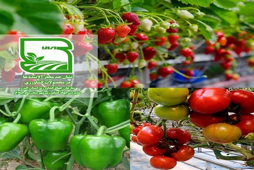 پیشتازی کشاورزان ساوجبلاغ در تولید محصول سالم