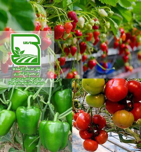 پیشتازی کشاورزان ساوجبلاغ در تولید محصول سالم