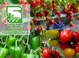 پیشتازی کشاورزان ساوجبلاغ در تولید محصول سالم