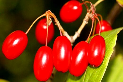 برداشت زغال اخته از باغات استان قزوین آغاز شد/ پیش‌بینی برداشت ۴۲۰۰ تُن محصول