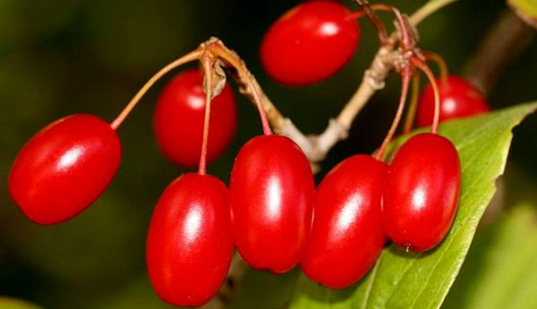 برداشت زغال اخته از باغات استان قزوین آغاز شد/ پیش‌بینی برداشت ۴۲۰۰ تُن محصول