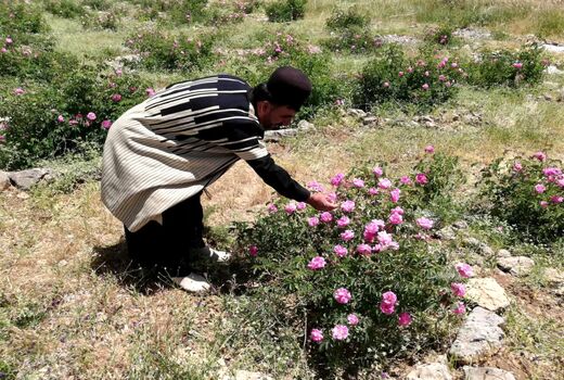 توسعه کشت گیاهان دارویی-کوهرنگ