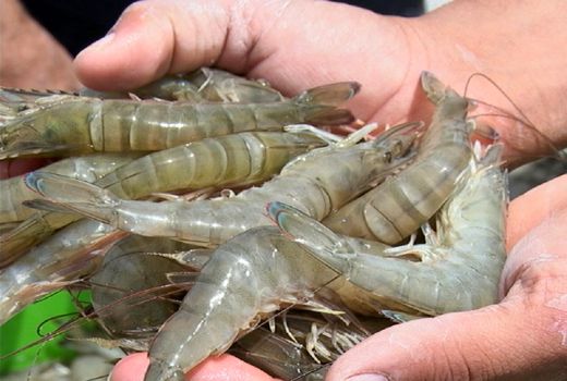 اقدامات کنترلی بیماری میگو در سایت‌های پرورشی بوشهر انجام شد