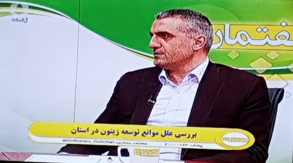 برخی باغات آسیب‌دیده زیتون، بارده شدند