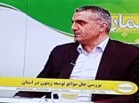 برخی باغات آسیب‌دیده زیتون، بارده شدند