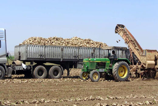 برداشت3500 تن محصول چغندرقند از مزارع شهرستان هشترود