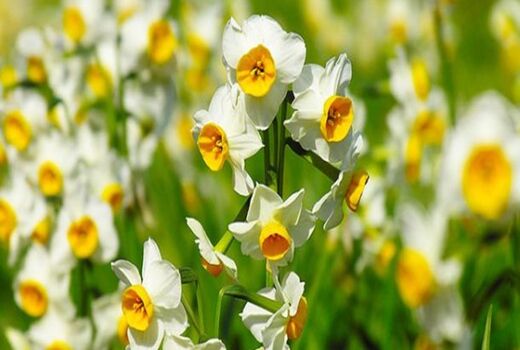 مشکلات گل نرگس کاران«دره‌شهر» بررسی و حل می‌شود