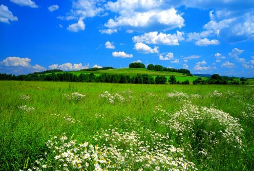 اولویت تقویت پوشش گیاهی مراتع است