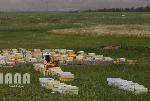 ممانعت ناجا از حمل و نقل کندوی عسل در زمان سرشماری
