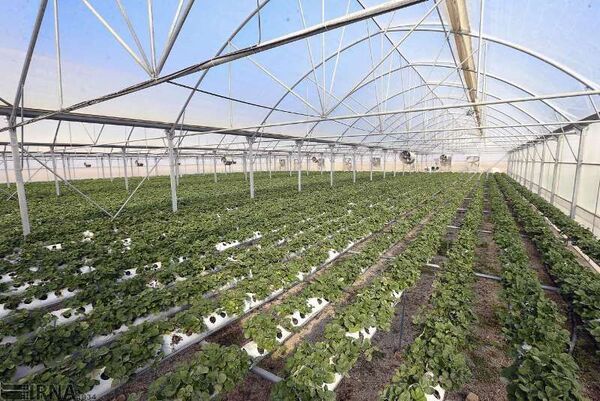 پیشرفت ۵۰ درصدی نهضت گلخانه‌ای