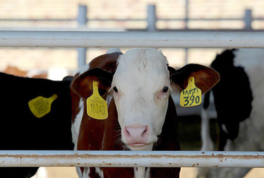 هرگونه مجوز حمل دام منوط به هویت گذاری دام توسط دامدار است