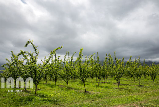  افزایش عملکرد در واحد سطح با اصلاح و نوسازی باغات 