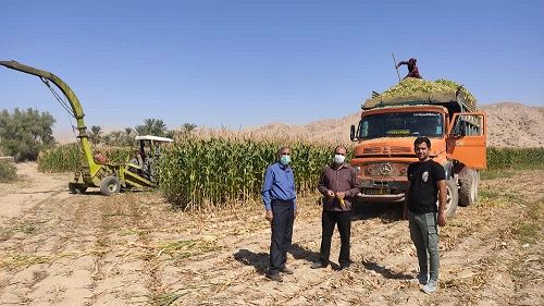 آغاز برداشت ذرت علوفه‌ای از مزارع خنج