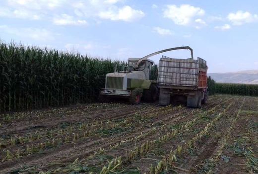 تولید بیش از 20 هزار تن ذرت علوفه ای در گراش 