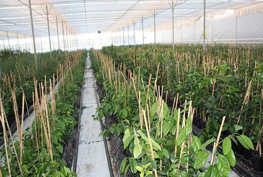 سالم‌سازی بیش از 100 رقم از ارقام بومی باغی
