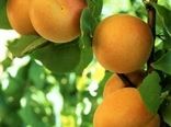 افزایش پنج برابری سطح باغ های زردآلو در بیضا