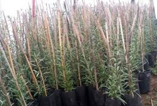 گوجه بری در جمع گیاهان دارویی شیراز 