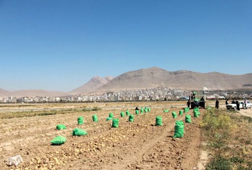  فعالیت  ۲۰ سردخانه فعال و تخصصی ذخیره سیب‌زمینی در شهرستان بروجن 