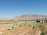  فعالیت  ۲۰ سردخانه فعال و تخصصی ذخیره سیب‌زمینی در شهرستان بروجن 
