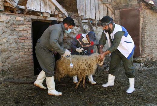 ارائه ۳۵ میلیون خدمت رایگان به مناطق محروم از سوی جهاد دامپزشکی