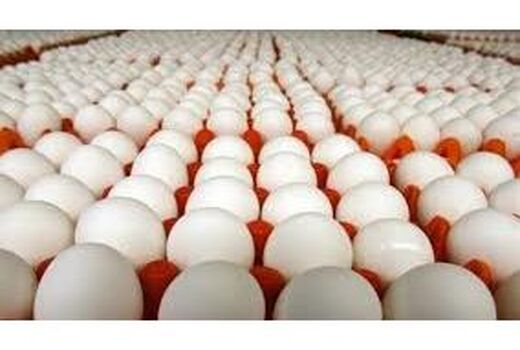 تولید 140 تن تخم مرغ به ارزش 12 میلیارد در جویبار