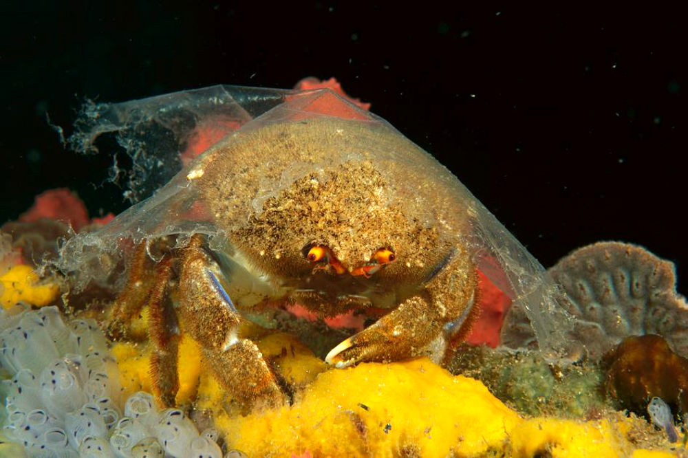 آلودگی پلاستیک