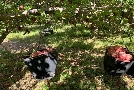 پیش بینی تولید 200 هزار تن سیب در سپیدان 