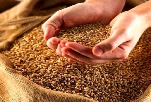 گندمکاران‌ شیرازی نگران تامین بذر نباشند