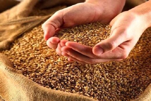 گندمکاران‌ شیرازی نگران تامین بذر نباشند