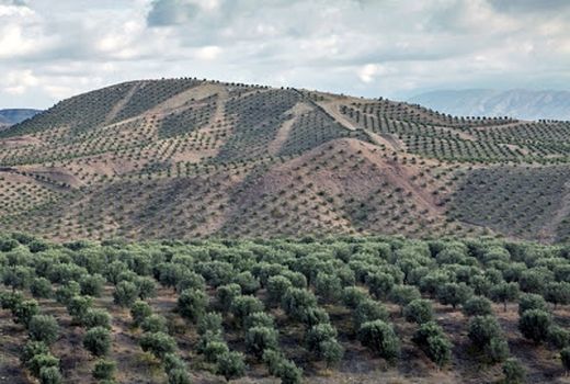 زیتون یک محصول راهبردی در بخش کشاورزی است