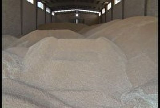 آغاز خرید تضمینی گندم کشاورزان اردستانی پس از 15 سال