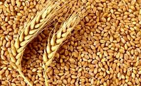 با فروشندگان دانه گندم  به جای  بذر برخورد قانونی می شود